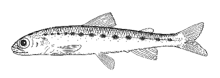 Pygmy Whitefish