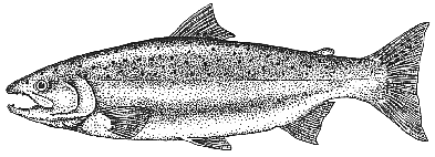 Oncorhynchus tshawytscha - Chinook Salmon