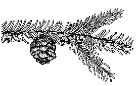 Blkspruce2.Gif