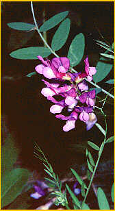 American Vetch