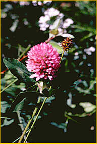 Red Clover