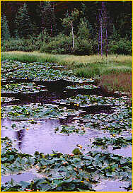 Yellow Water Lily